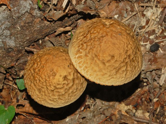 Due bei funghi da determinare
